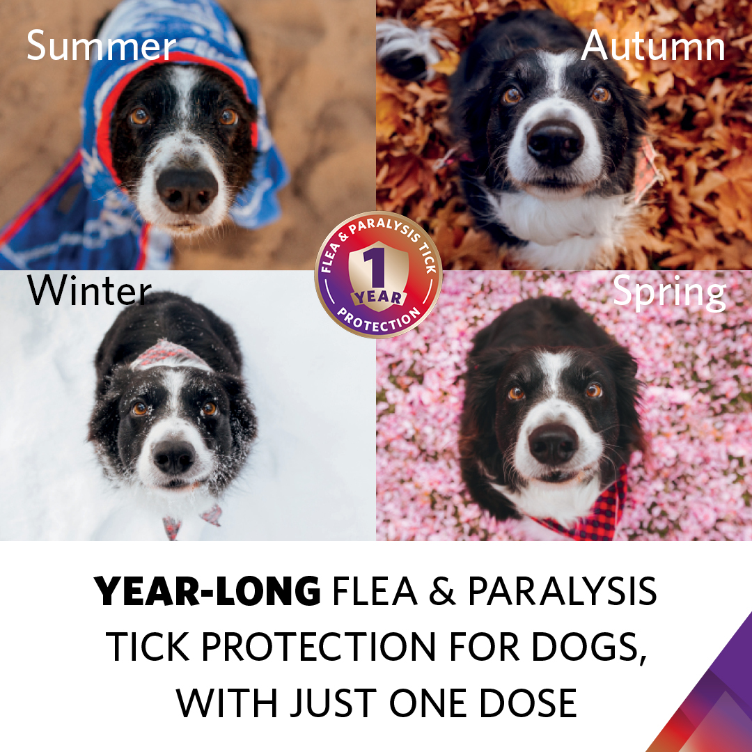 YEAR long Flea Tick Protection with just one injection 14 August 2024