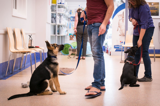 puppy kindergarten dallas