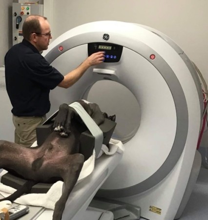 Ct Scan Dog