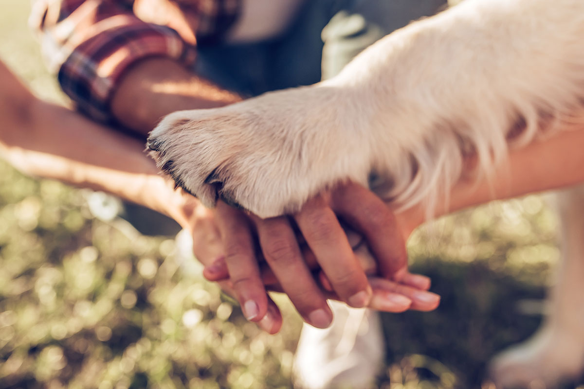 Your Ultimate Guide To Pet Care Insurance | Blog