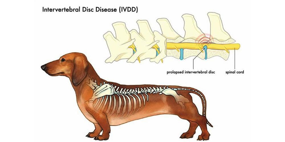 Ruptured disc in dogs hot sale recovery