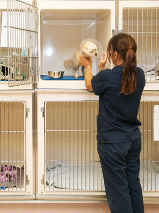 Vet Services | Newcastle | Brunker Road Veterinary Centre