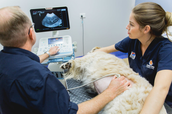 how is an ultrasound done on a dog